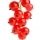 Red Currant