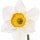 Narcissus