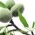 Almond tree